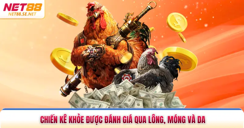 Ngoại hình của một chiến kê khỏe được đánh giá qua lông, móng và da